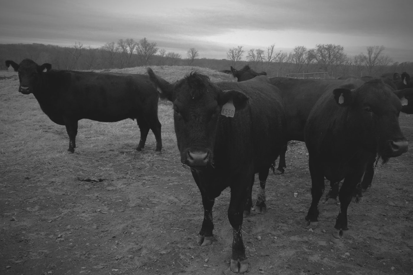black and white image of cows